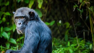 ¿Eres más inteligente que un chimpancé?