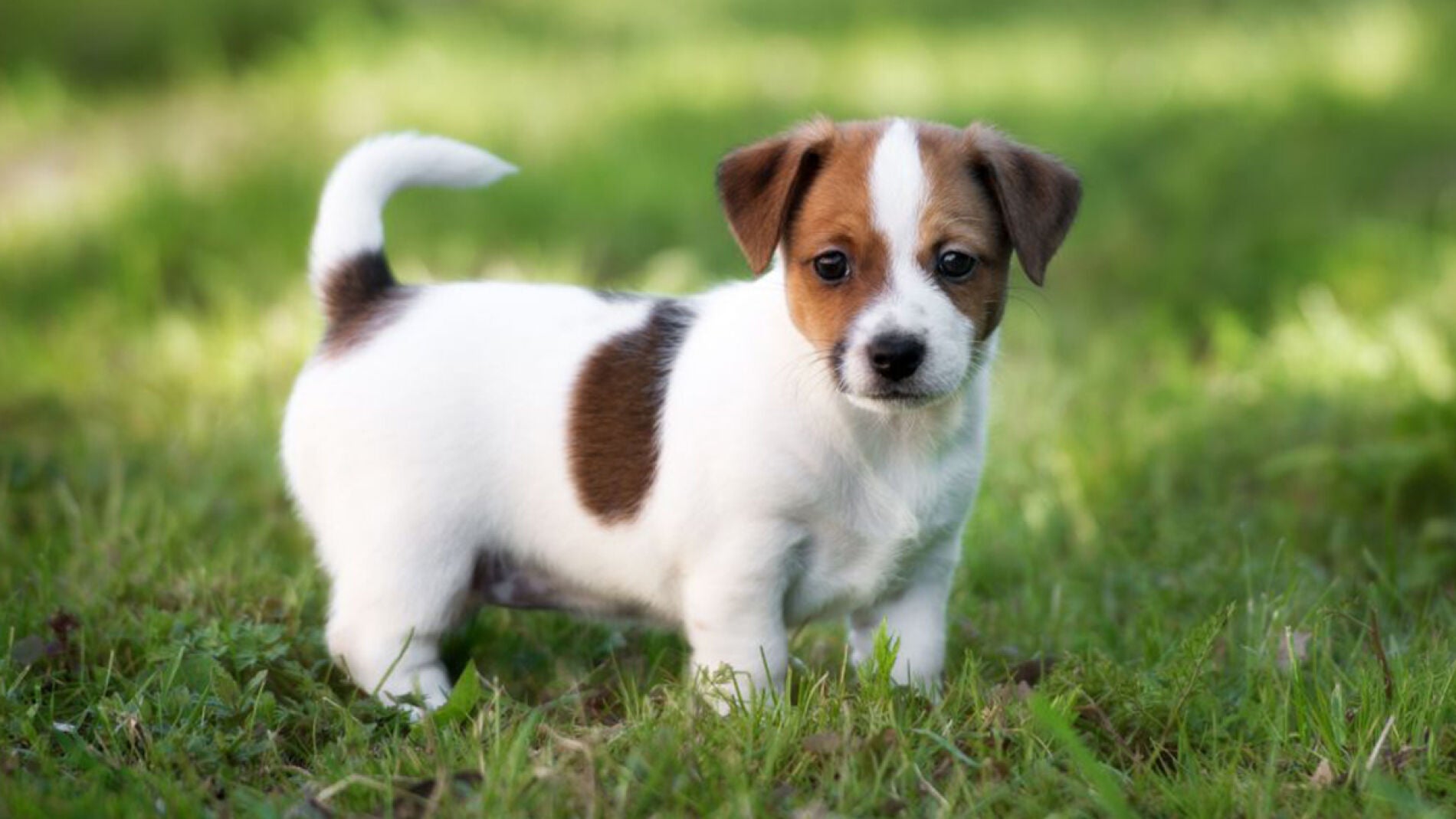 Cachorro de perro de la raza Jack Russell
