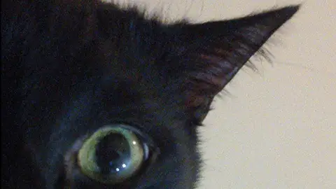 Mi gato Autícko. Mi gato Autícko.