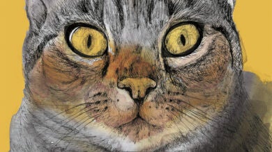 Si te gustan los vídeos de gatitos, te encantarán estos libros de gatos