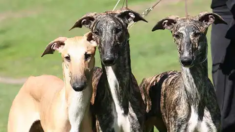 Tres perros galgos Tres perros galgos