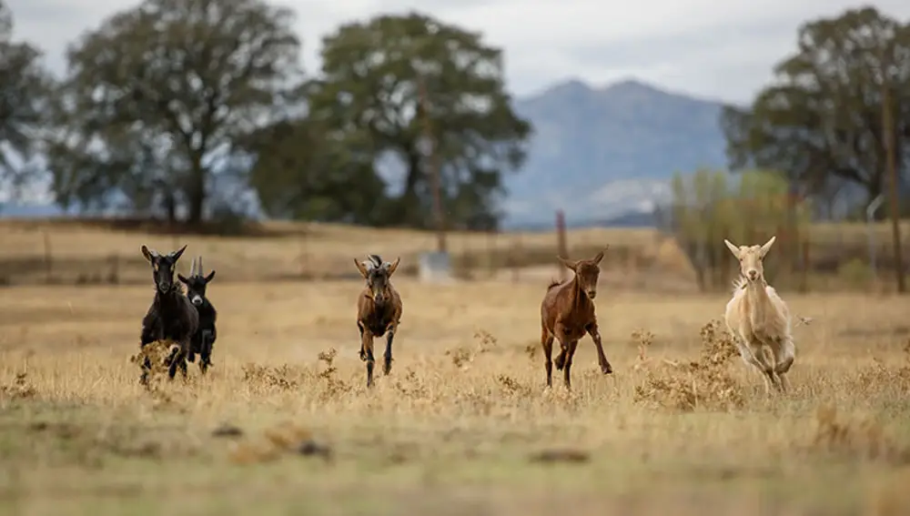 Cabras en libertad