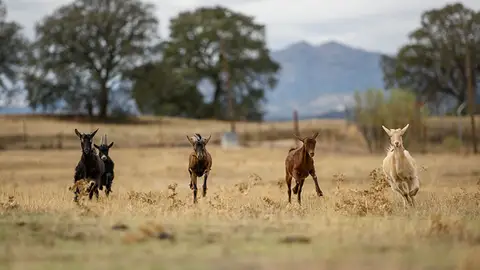 Cabras en libertad Cabras en libertad