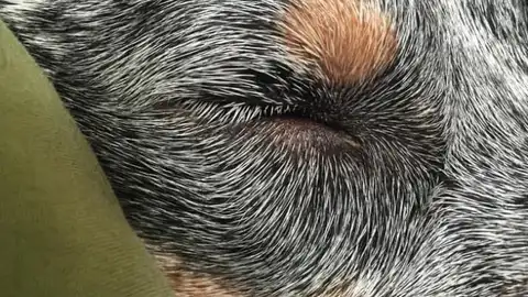 obradeartee5.jpg Liopardo