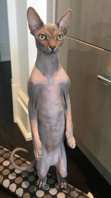 redditt3.jpg Liopardo