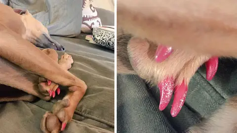 ni%C3%B1oscotas5.jpg Liopardo