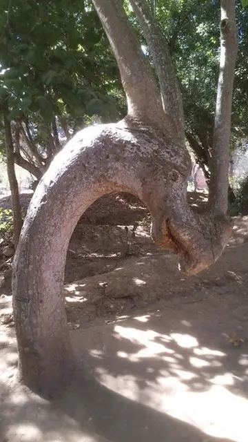 parrei8.jpg Liopardo