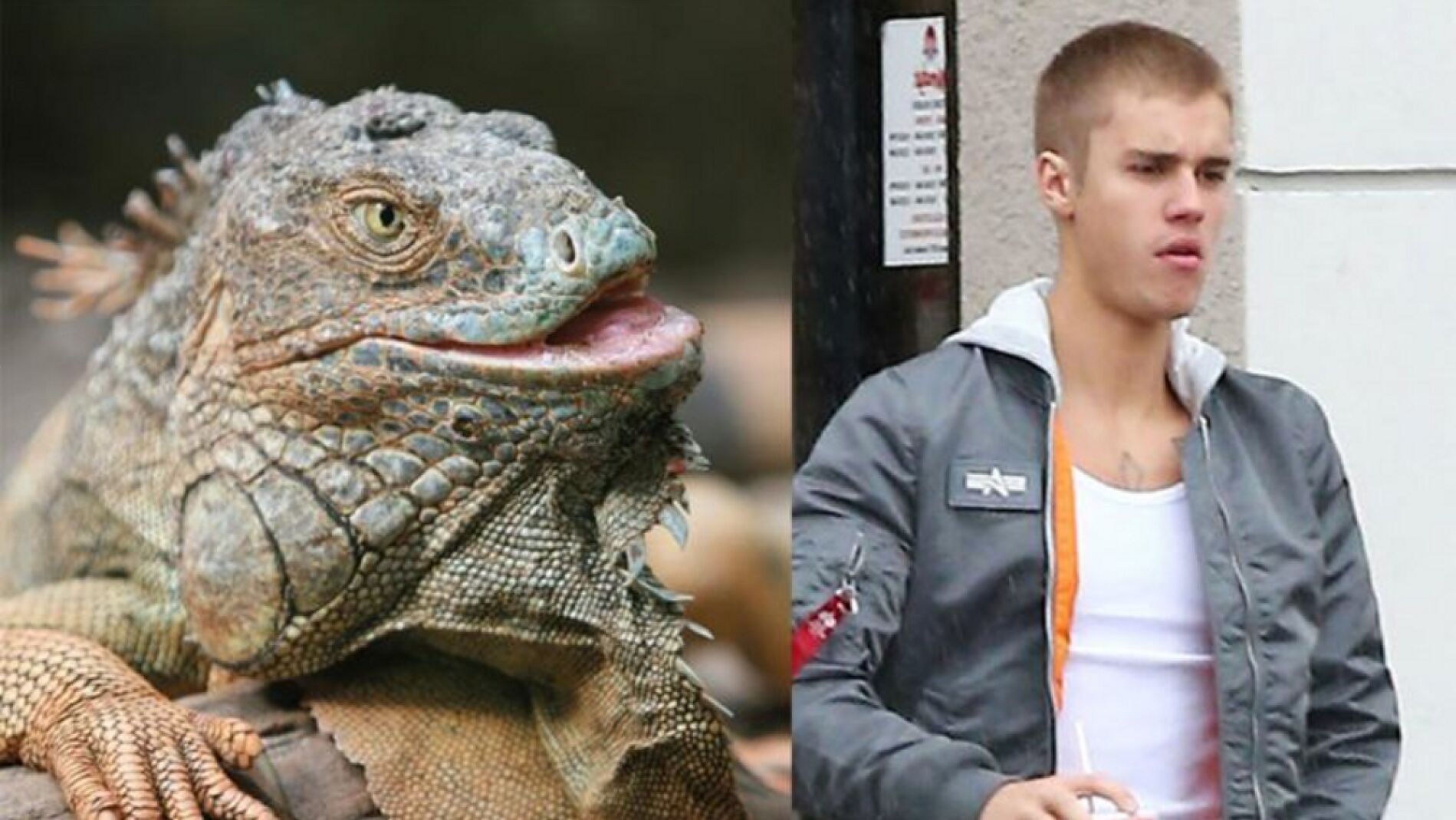 bieberlagarto.jpg