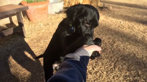 Liopardo