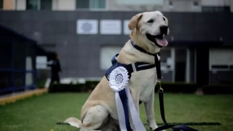 Liopardo