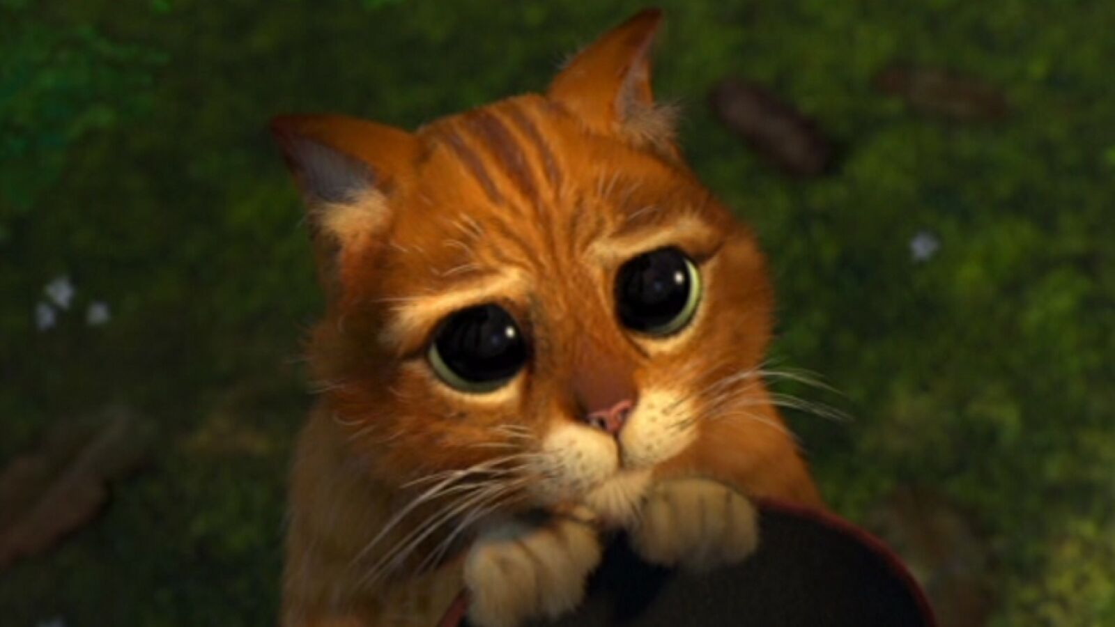 Conoce a Hosico, el gato con botas de la vida real