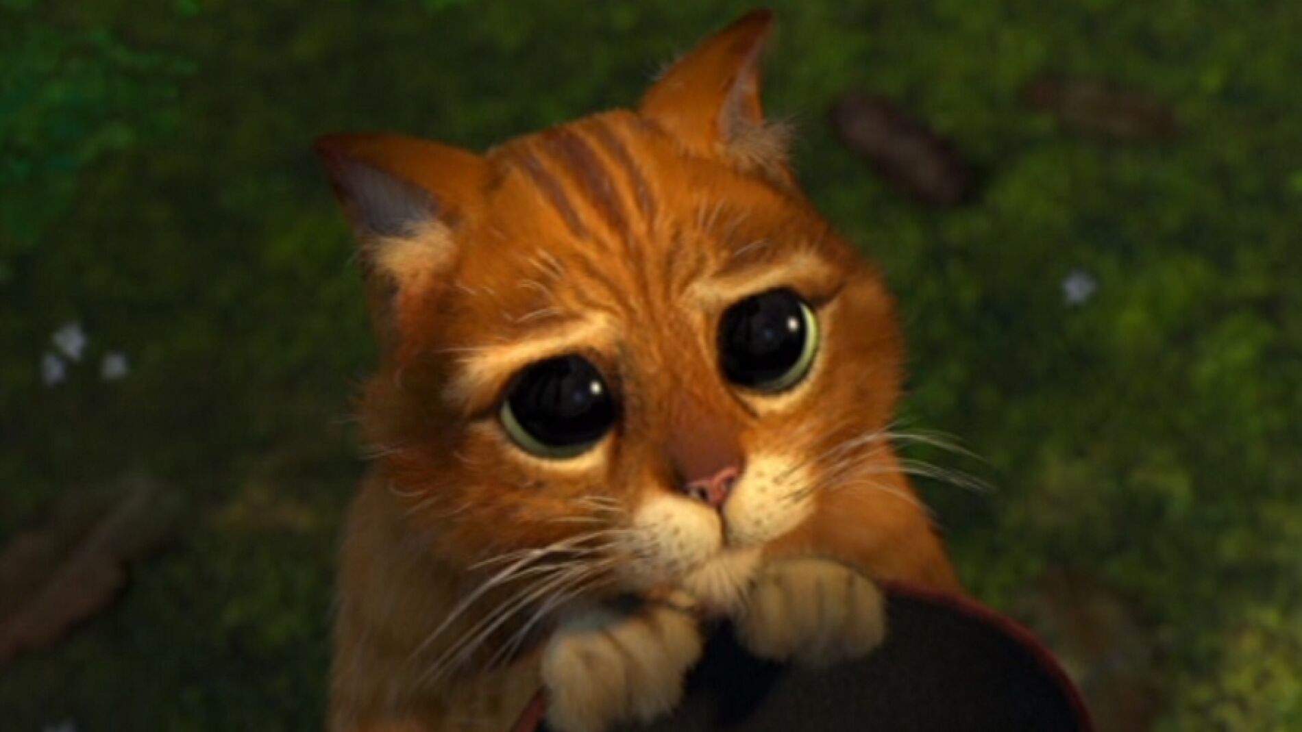 gatoshrekok.jpg
