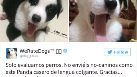 Liopardo