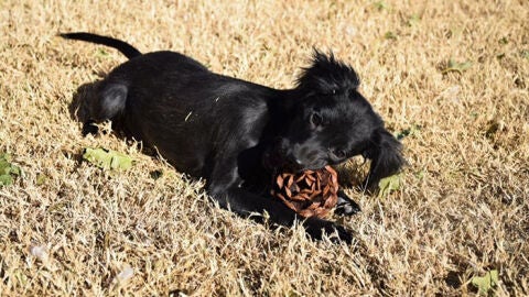 Liopardo