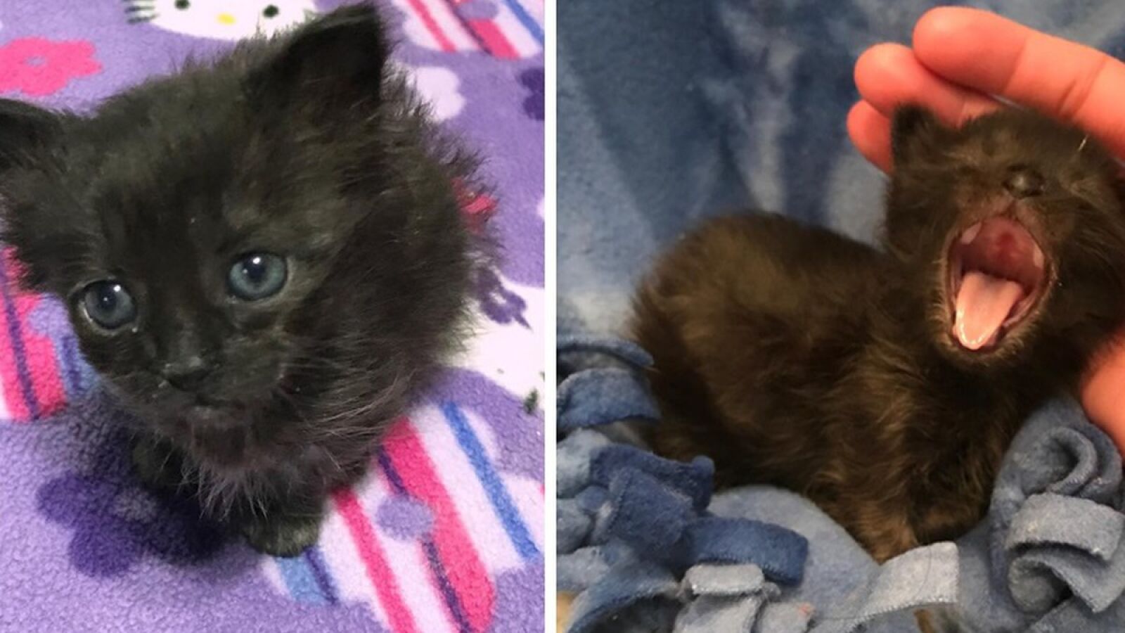 Encontraron a esta cría de gato pesando la mitad de su tamaño y le salvaron la vida