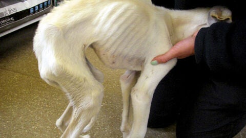 Liopardo