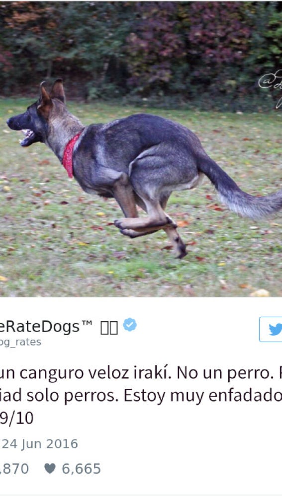 Liopardo