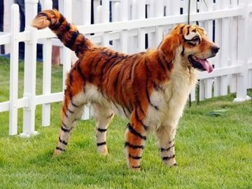 Dog-In-Tiger-Costume-Funny-Photo.jpg