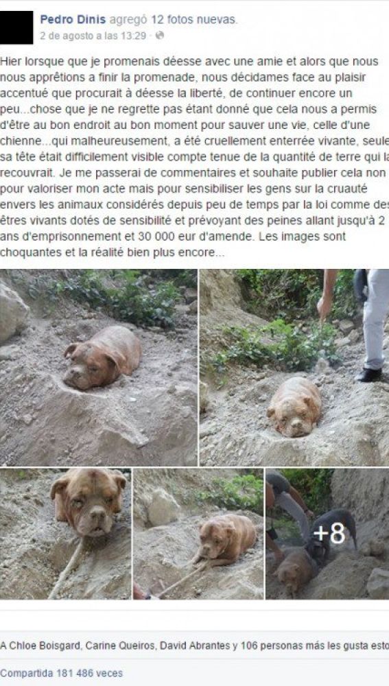 Liopardo