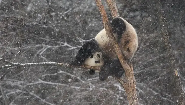 Giant-Pandas-Play-In-Changchuns-First-Snow.jpg
