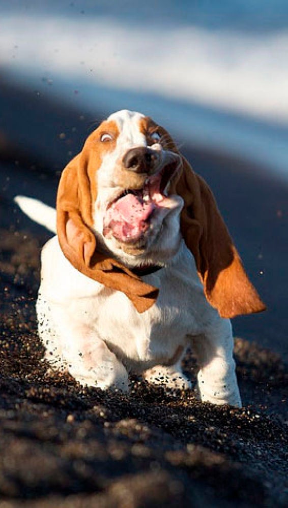 Liopardo