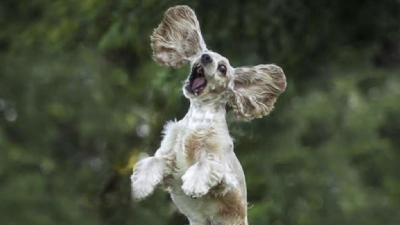 Las fotos de animales más locas que jamás has visto