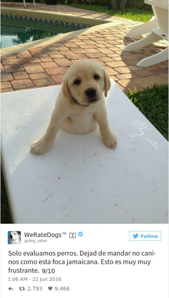 Liopardo