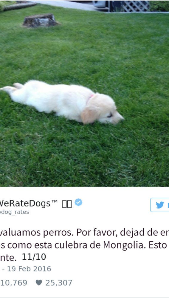 Liopardo