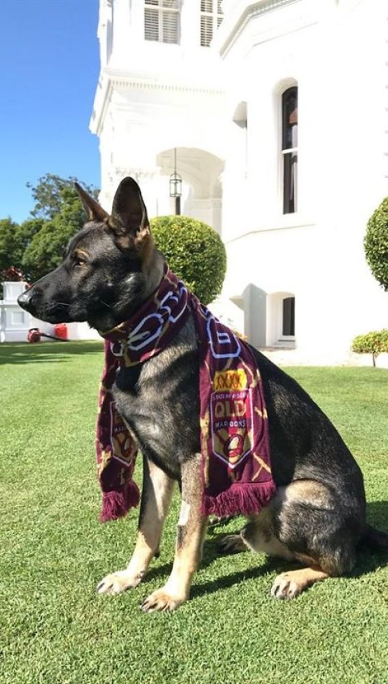 Liopardo