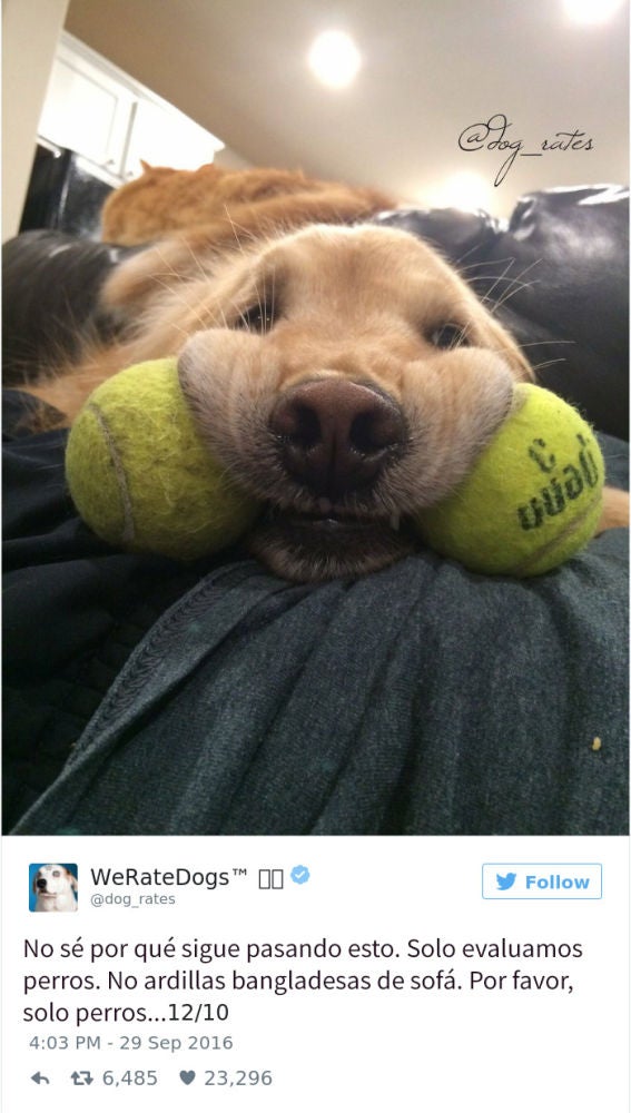 Liopardo