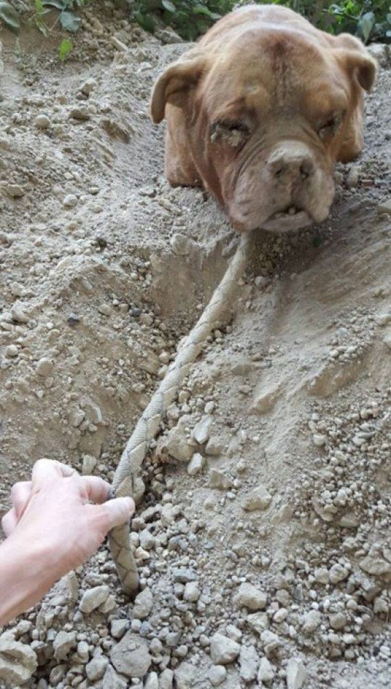 Liopardo