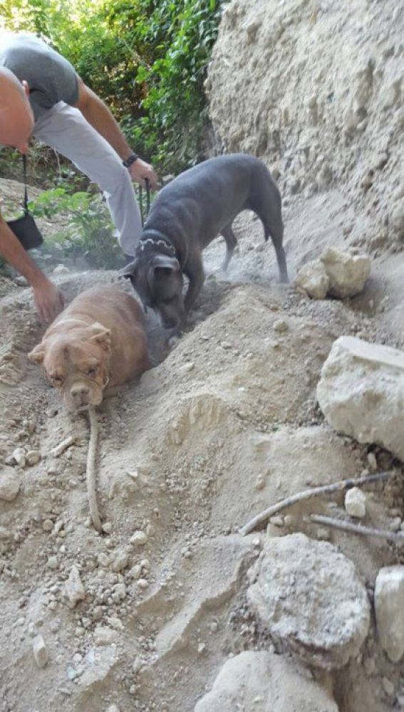 Liopardo