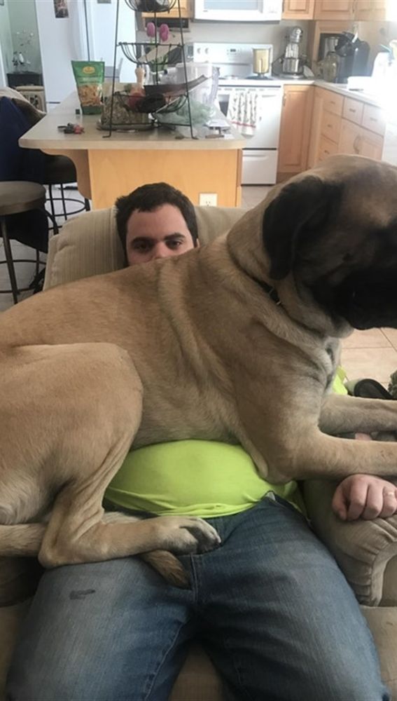 Liopardo