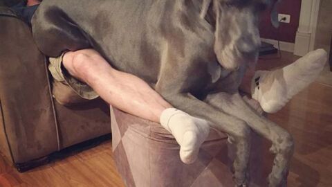 Liopardo