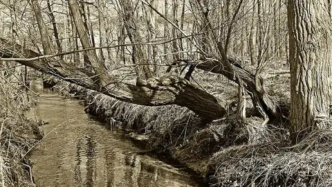 OCULTAA4.jpg Liopardo