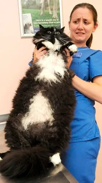 gatogordo.jpg Liopardo