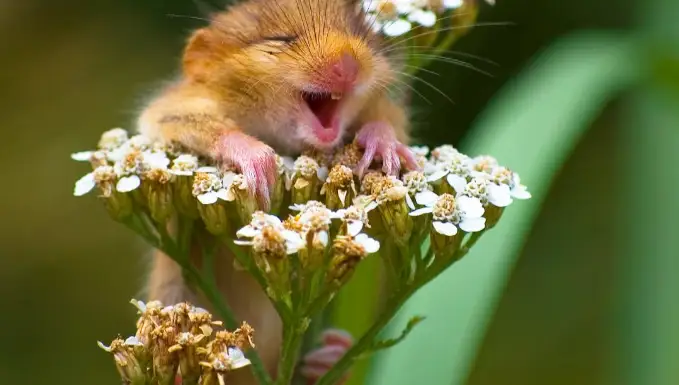hamster-feliz.png