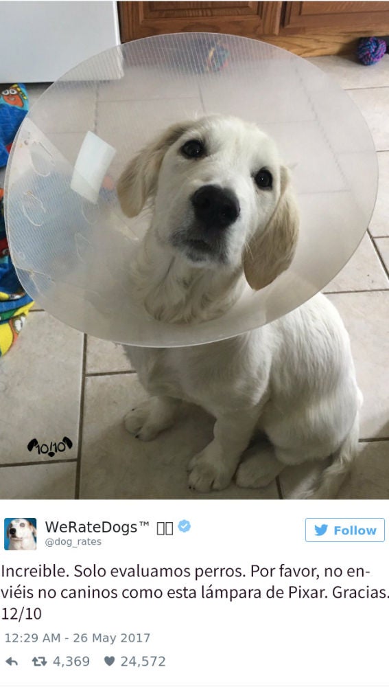Liopardo