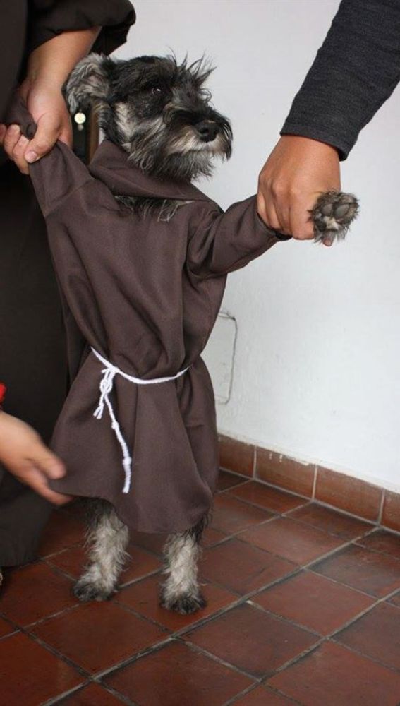 Liopardo