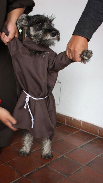 Liopardo