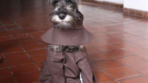 Liopardo