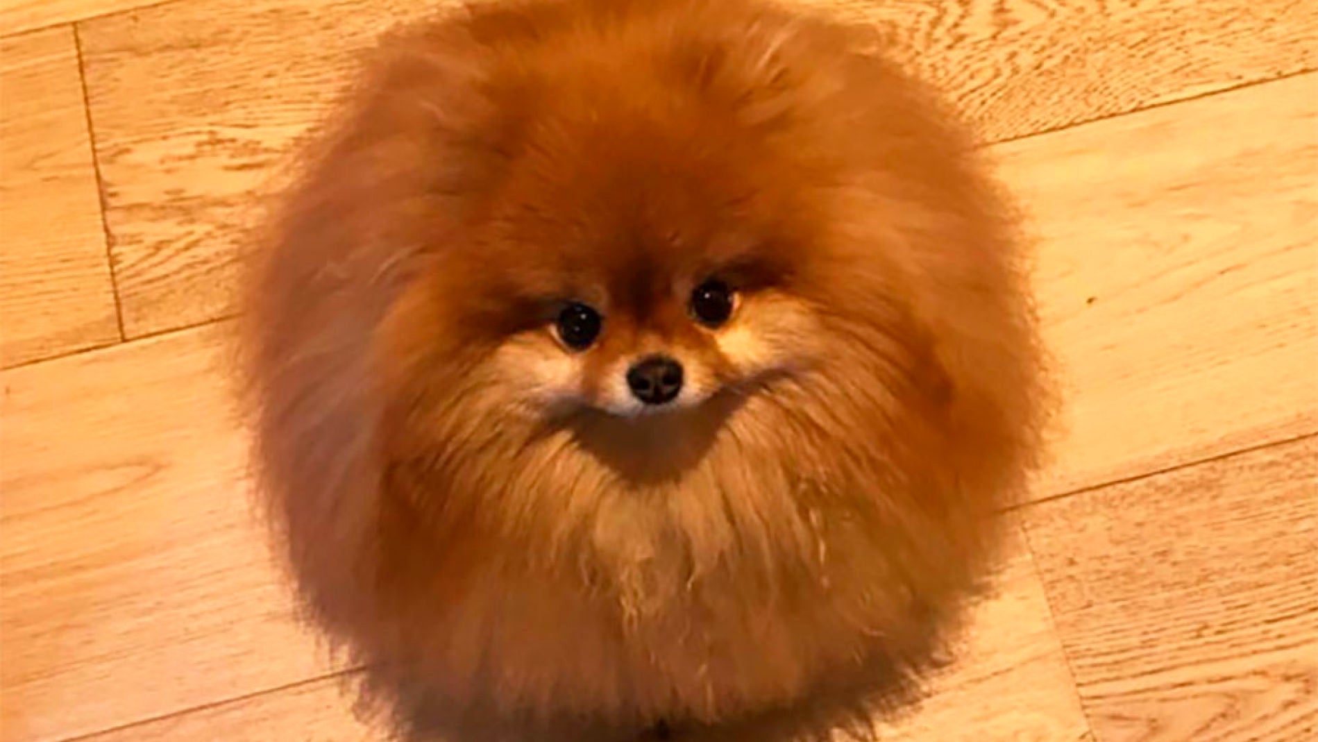 pomerania