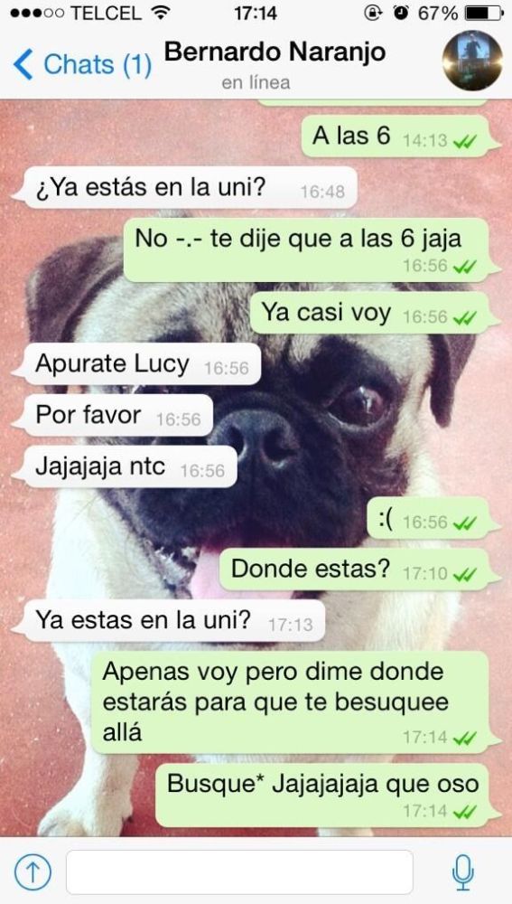 Liopardo