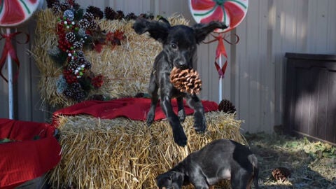 Liopardo