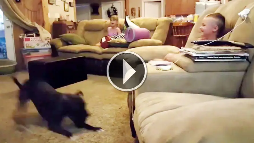 pit-bull-dog-gets-the-zoomies-and-makes-the-kids-laugh-hysterically.jpg