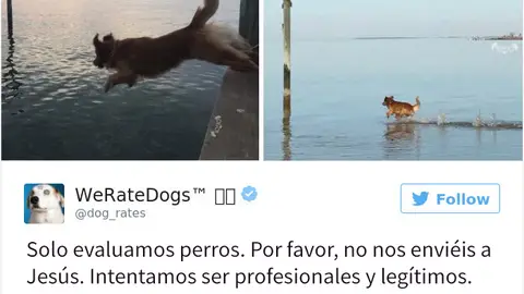 weratedogs9.jpg Liopardo