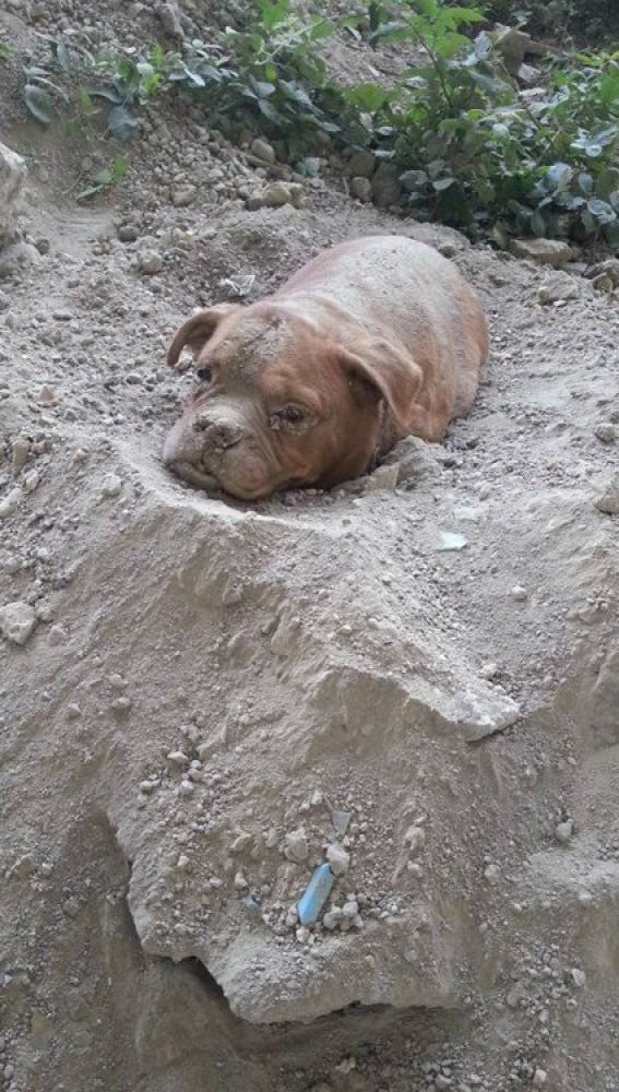 Liopardo
