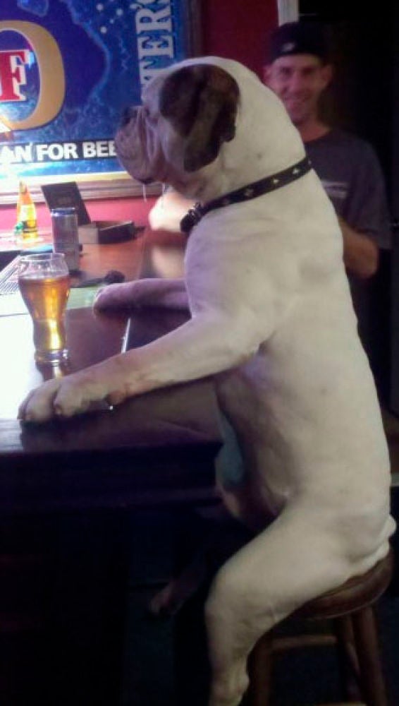 Liopardo