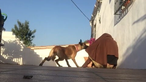 Liopardo
