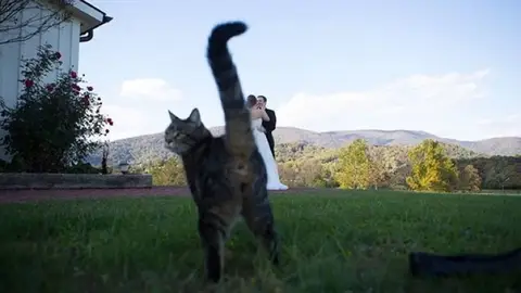 gatcat5.jpg Liopardo
